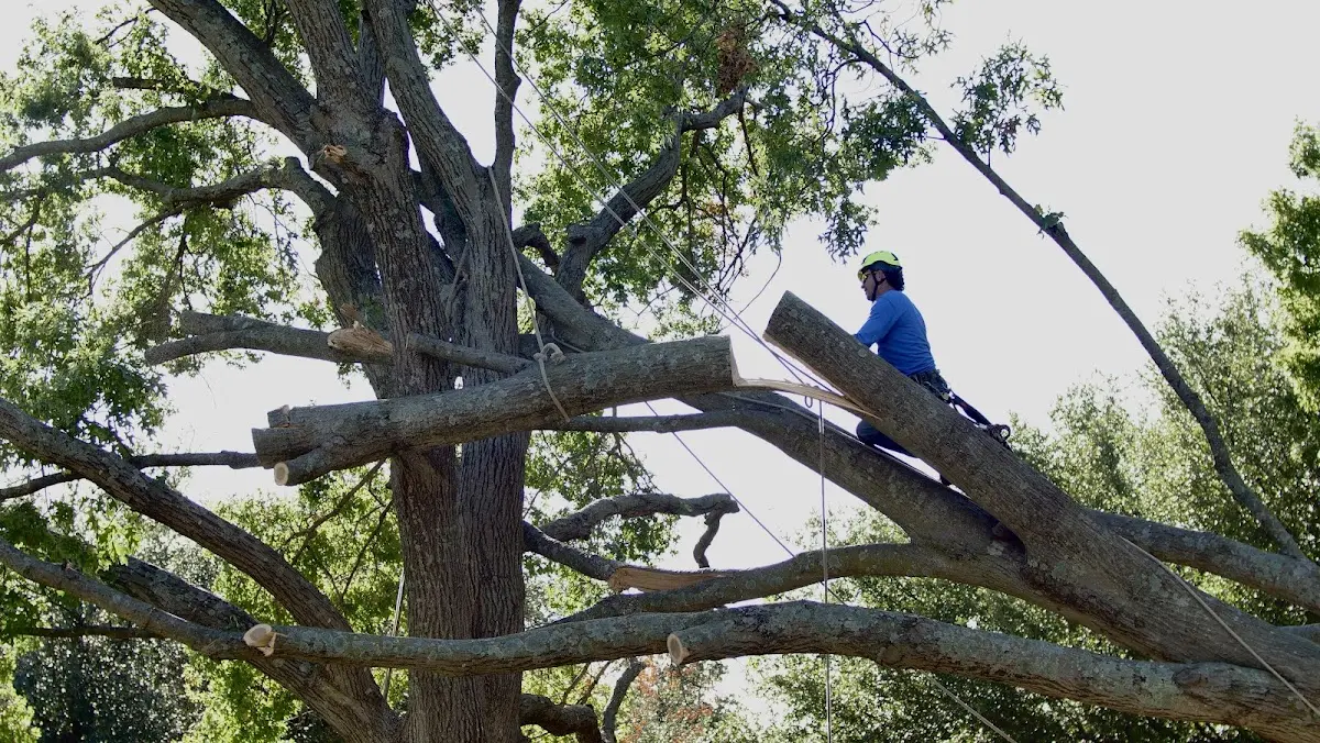 Professional Crown Thinning performed by certified arborists in Vergennes